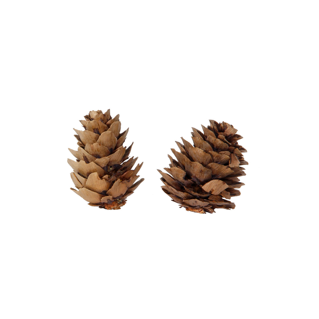 Piovaccari Scatola con 50 Pigne Naturali Ø4 cm – Pigne Decorative per Albero di Natale, Addobbi Natalizi, Centrotavola e Fai da Te